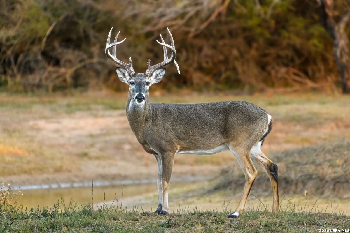 0 Summertime Road San Isidro, TX 78588 - Photo 4 of 57
