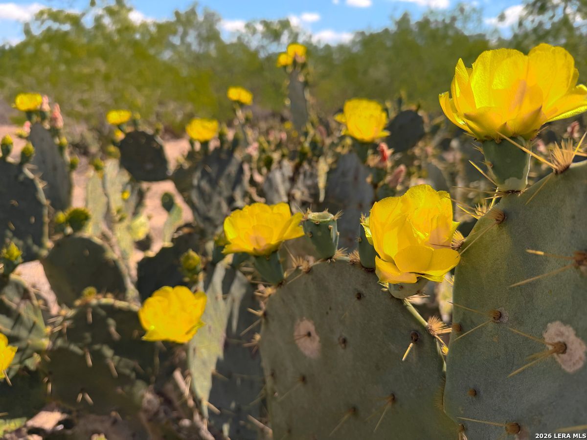 0 Summertime Road San Isidro, TX 78588 - Photo 42 of 57