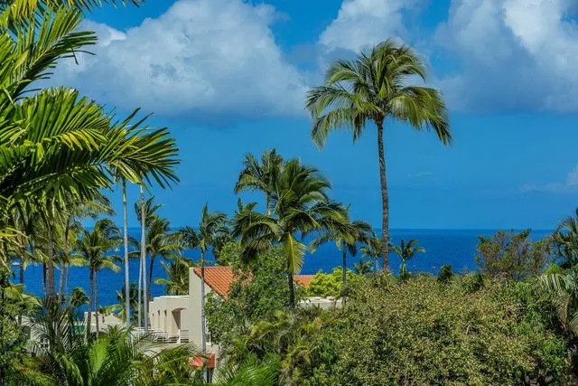 a view of a palm plant from a palm plant