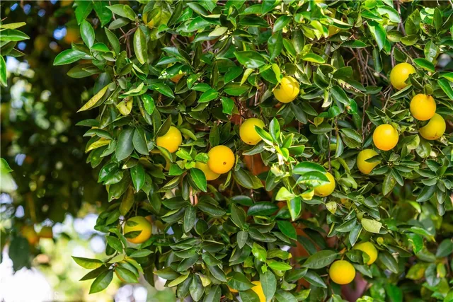 a view of flowers in bunch