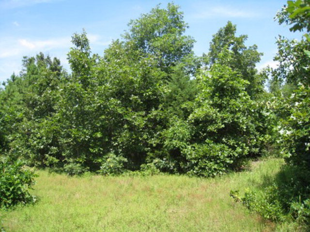 Tbd Decker Road Licking, MO 65542 - Photo 1 of 1 Primary Photo