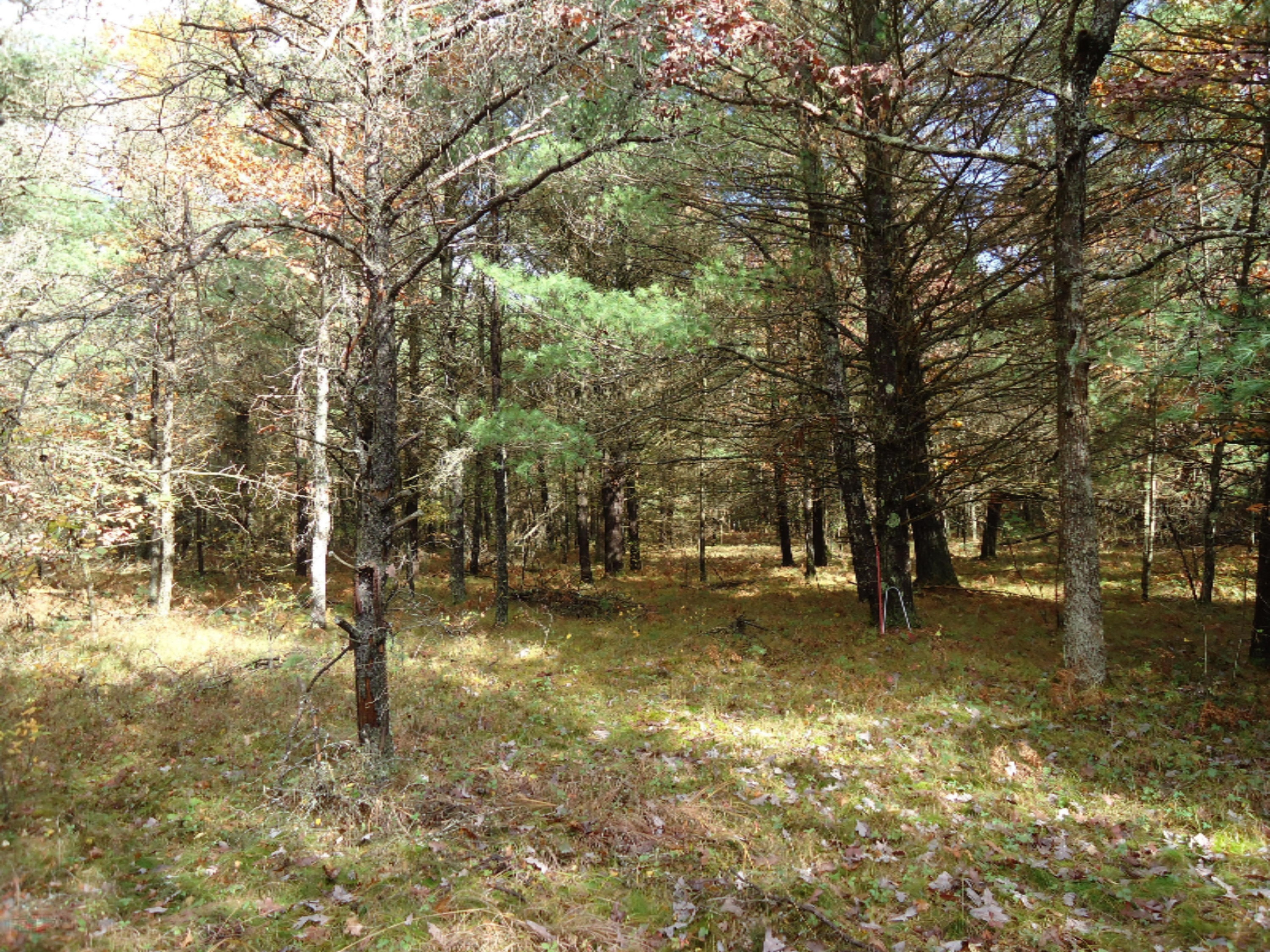 Camp Road Chase, MI 49623 - Photo 2 of 3 DSC02061