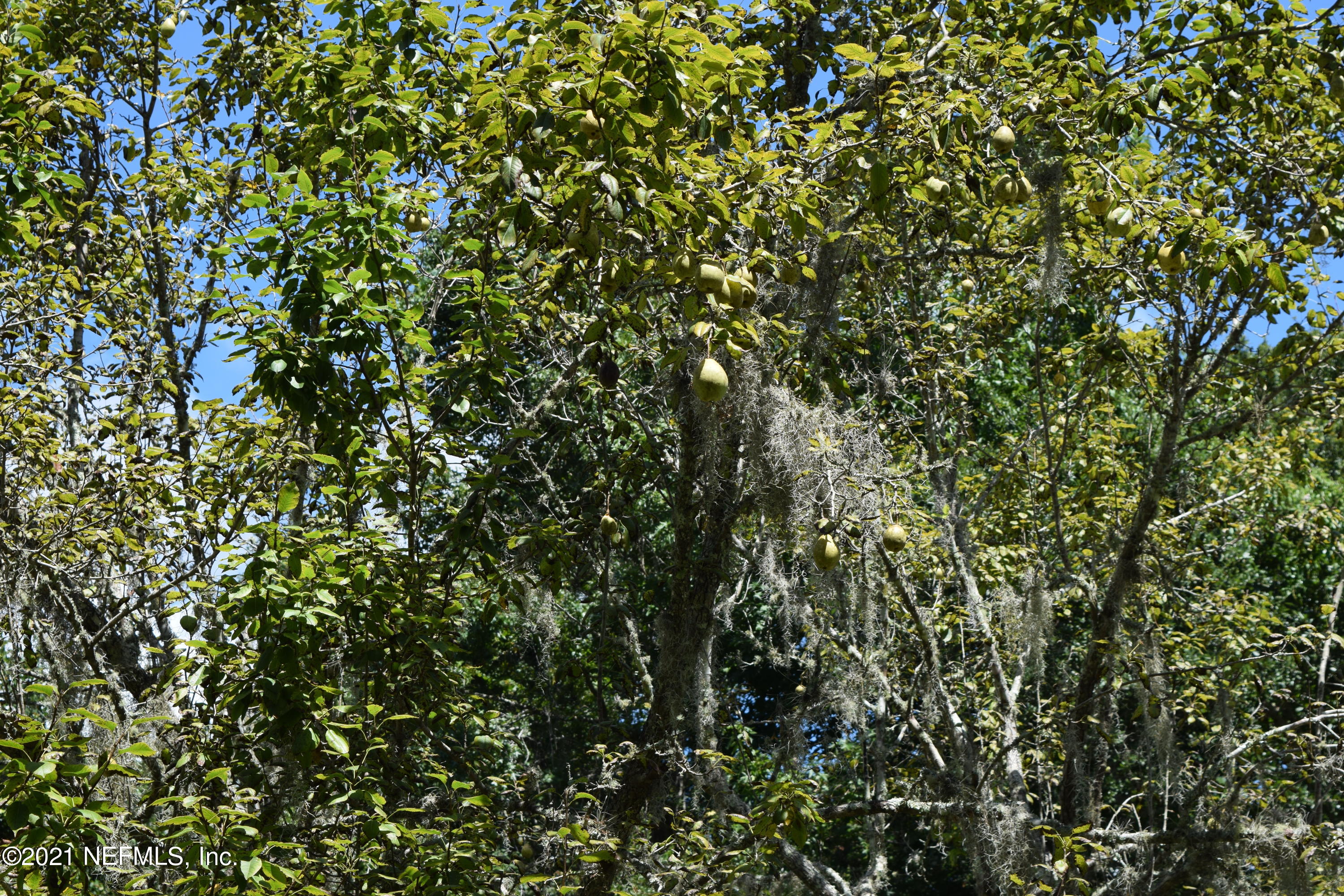 2710 Amelia Road Fernandina Beach, FL 32034 - Photo 22 of 77 DSC_0473