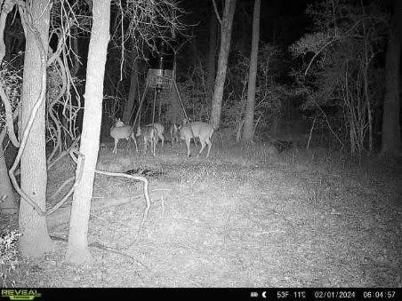 a backyard of a house with lots of green space and trees in the background