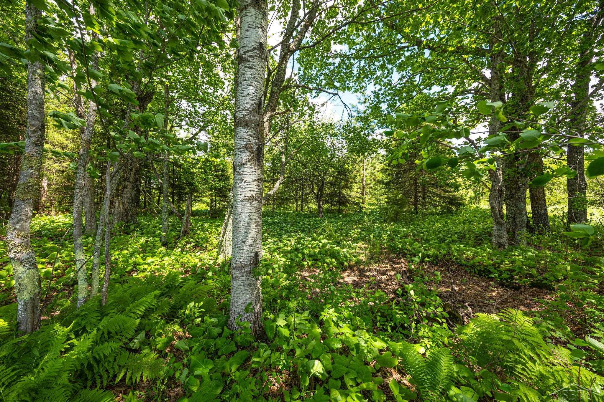 25615 Leo S Road Watton, MI 49970 - Photo 67 of 72