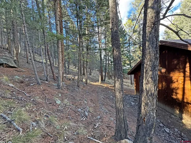 a view of a forest filled with trees