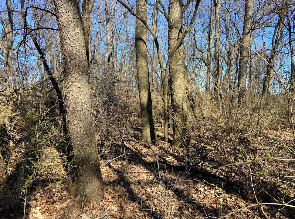 23200 Streit Road Harvard, IL 60033 - Photo 38 of 45 a view of a forest with lots of trees