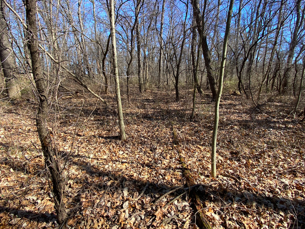 23200 Streit Road Harvard, IL 60033 - Photo 39 of 45 a view of a forest that has large trees