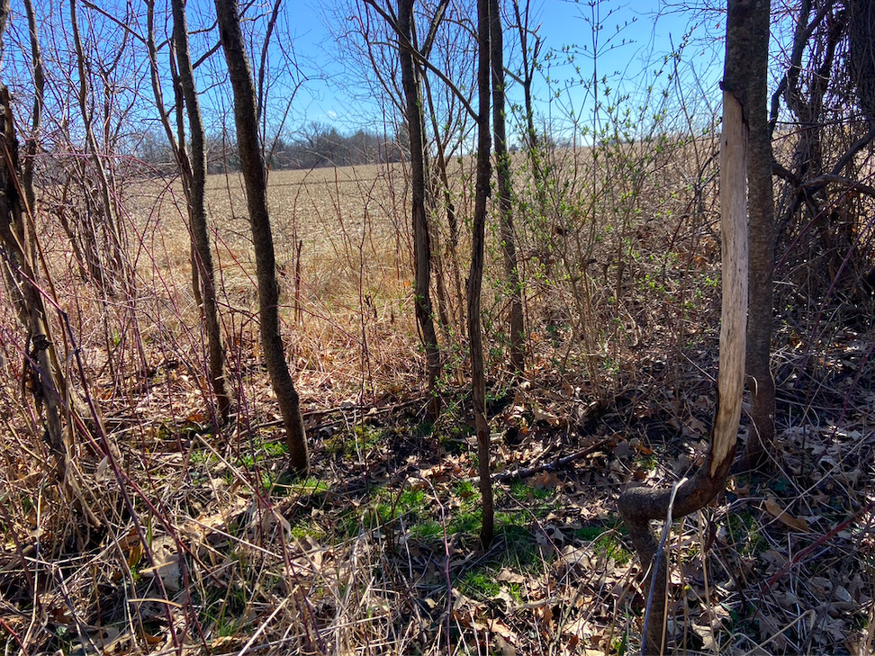 23200 Streit Road Harvard, IL 60033 - Photo 41 of 45 a view of a forest filled with trees