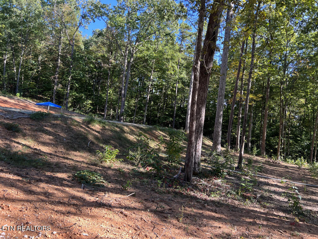155 Chestnut Grove Road Maynardville, TN 37807 - Photo 7 of 29 155 Chestnut Grove, Maynardville TN
