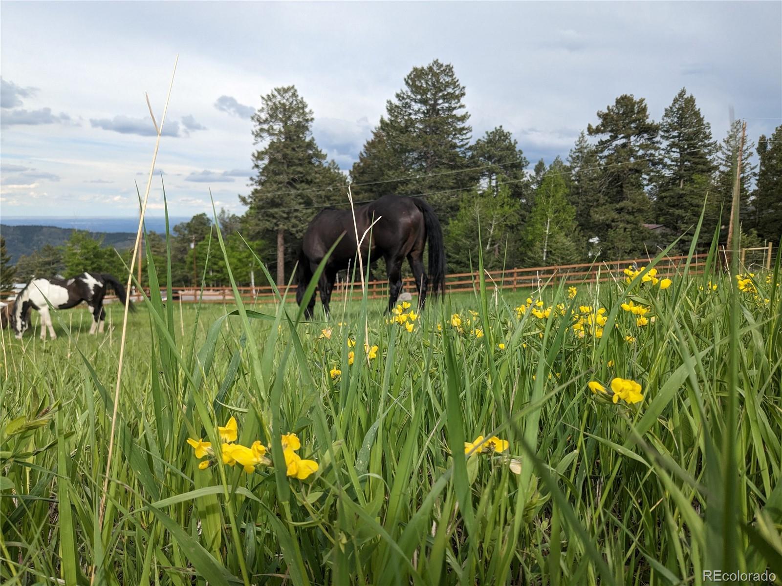 8537 Doubleheader Ranch Road Morrison, CO 80465 - Photo 46 of 48 a view of a garden