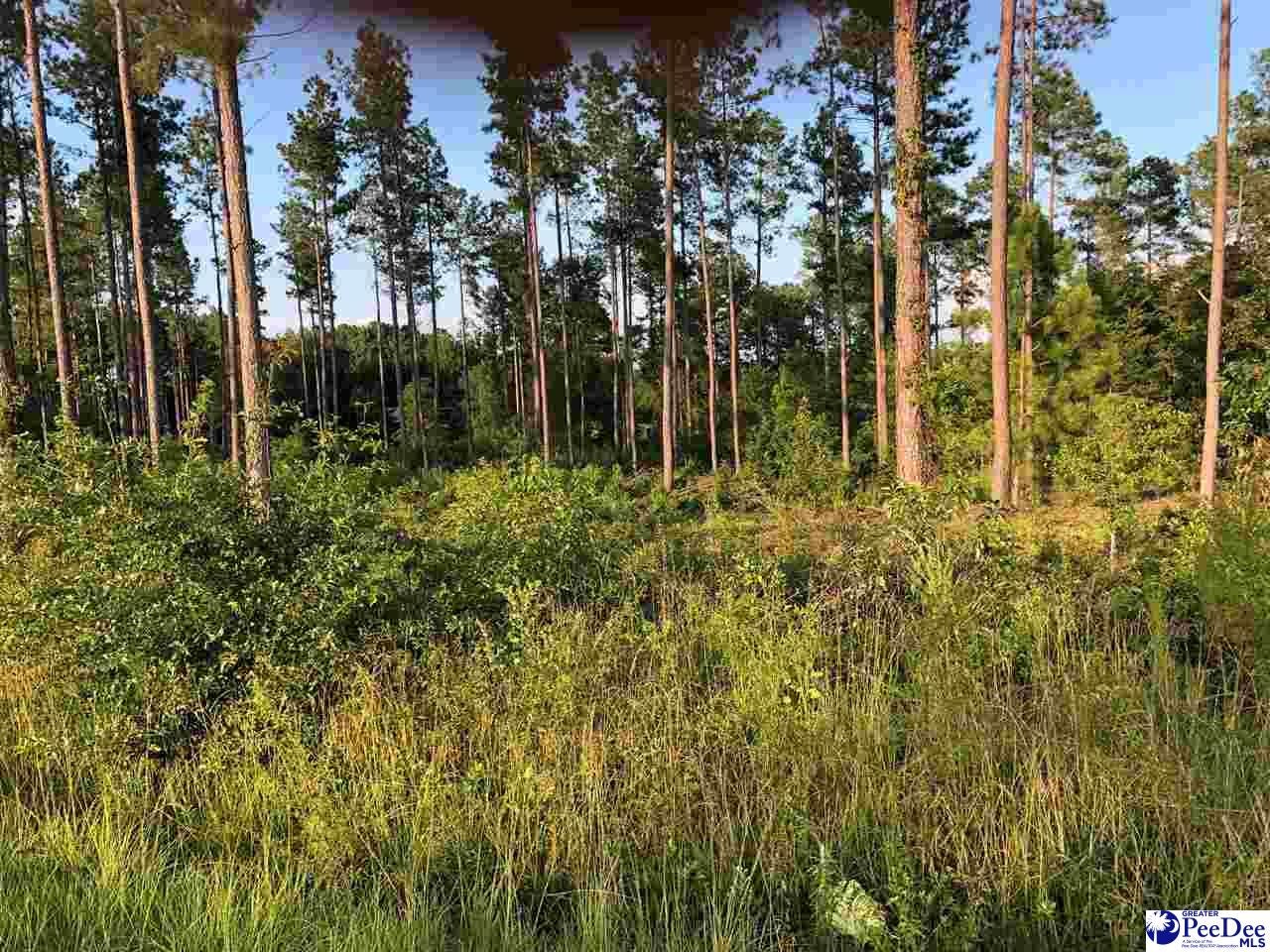 166 Snow Hill Road Cheraw, SC 29520 - Photo 1 of 1 Gallery Image 1