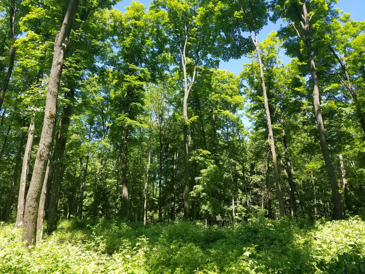 80-ac 80-ac Cth B Road Manitowish Waters, WI 54545 - Photo 15 of 23 Gallery Image 15