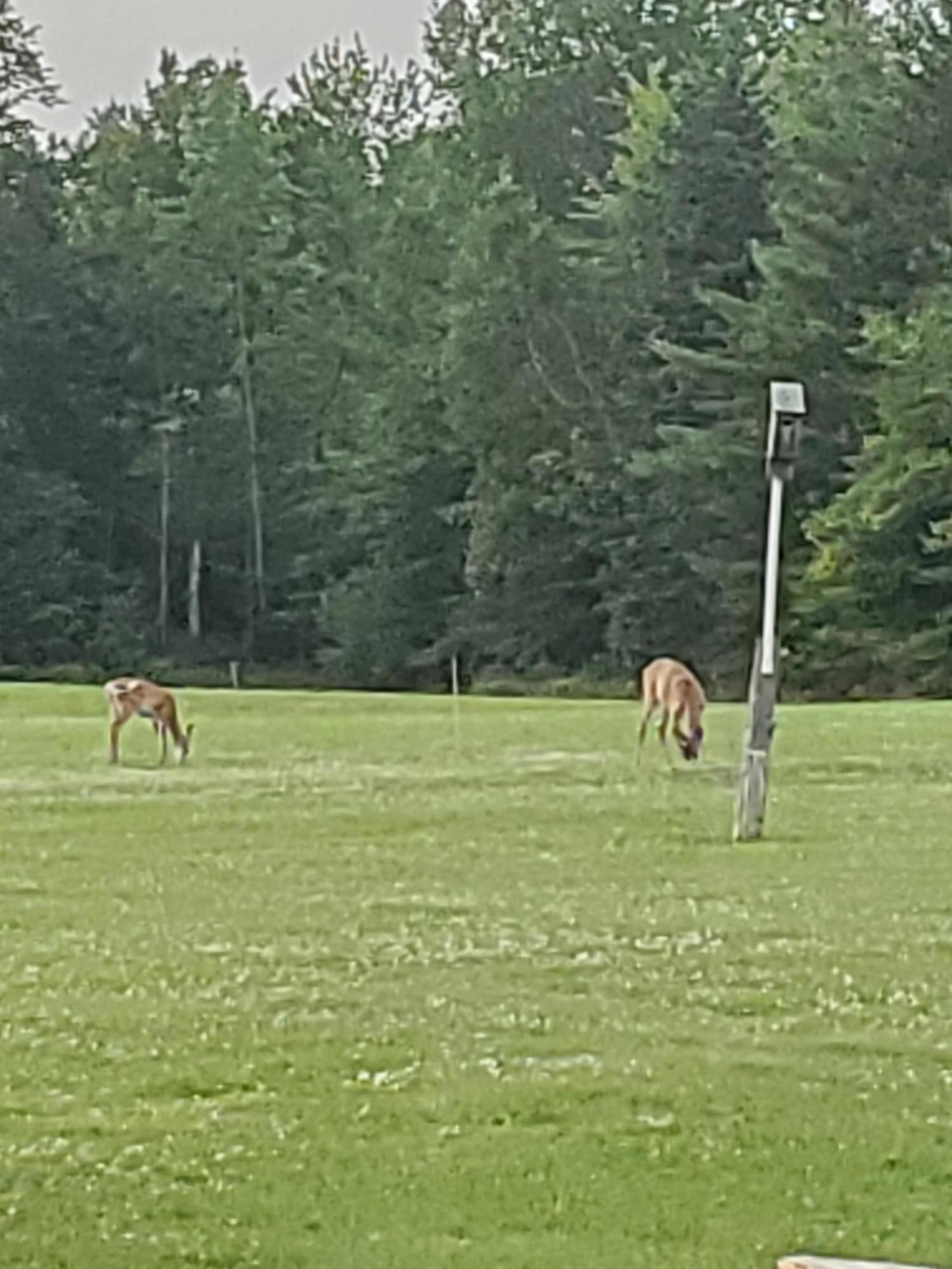 2 Deam Road Harmony, ME 04942 - Photo 23 of 30 Enjoy the wildlife!