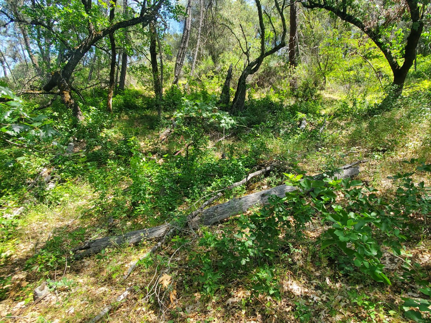 1190 Jurgens Road Rescue, CA 95672 - Photo 7 of 29 a view of a lush green forest
