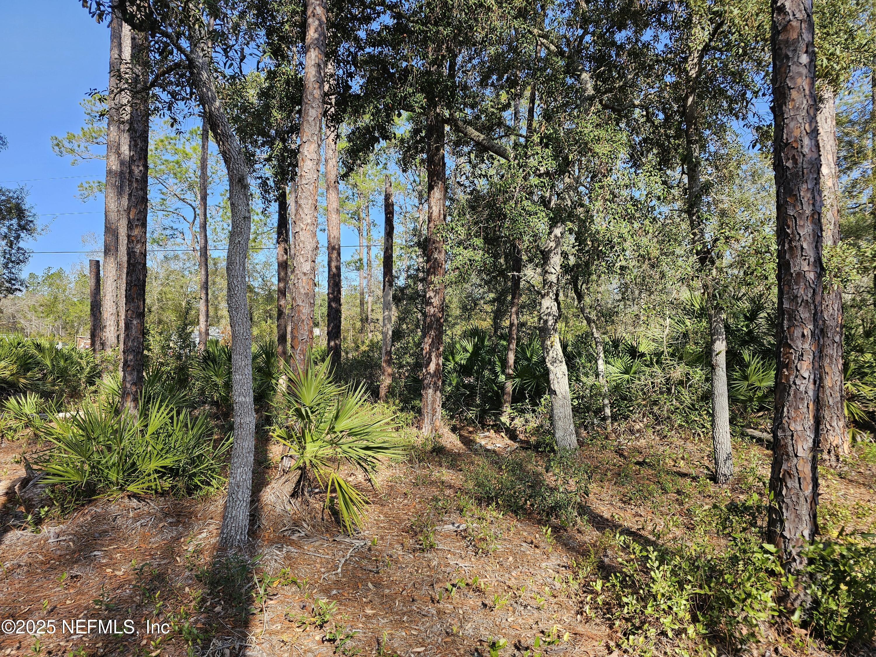 117 Glisson Street Interlachen, FL 32148 - Photo 6 of 20 a view of a yard with large trees