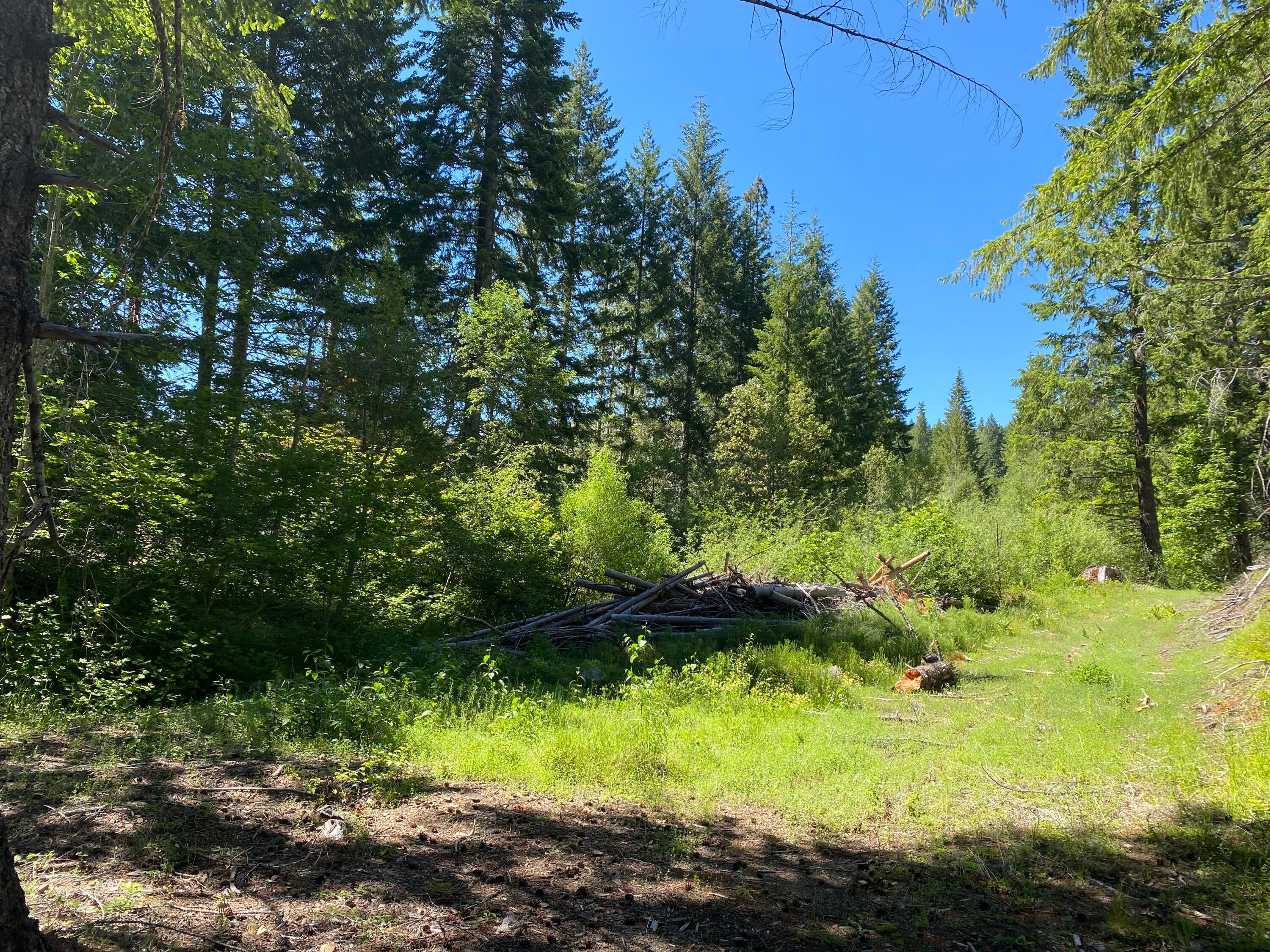 Potential cabin site