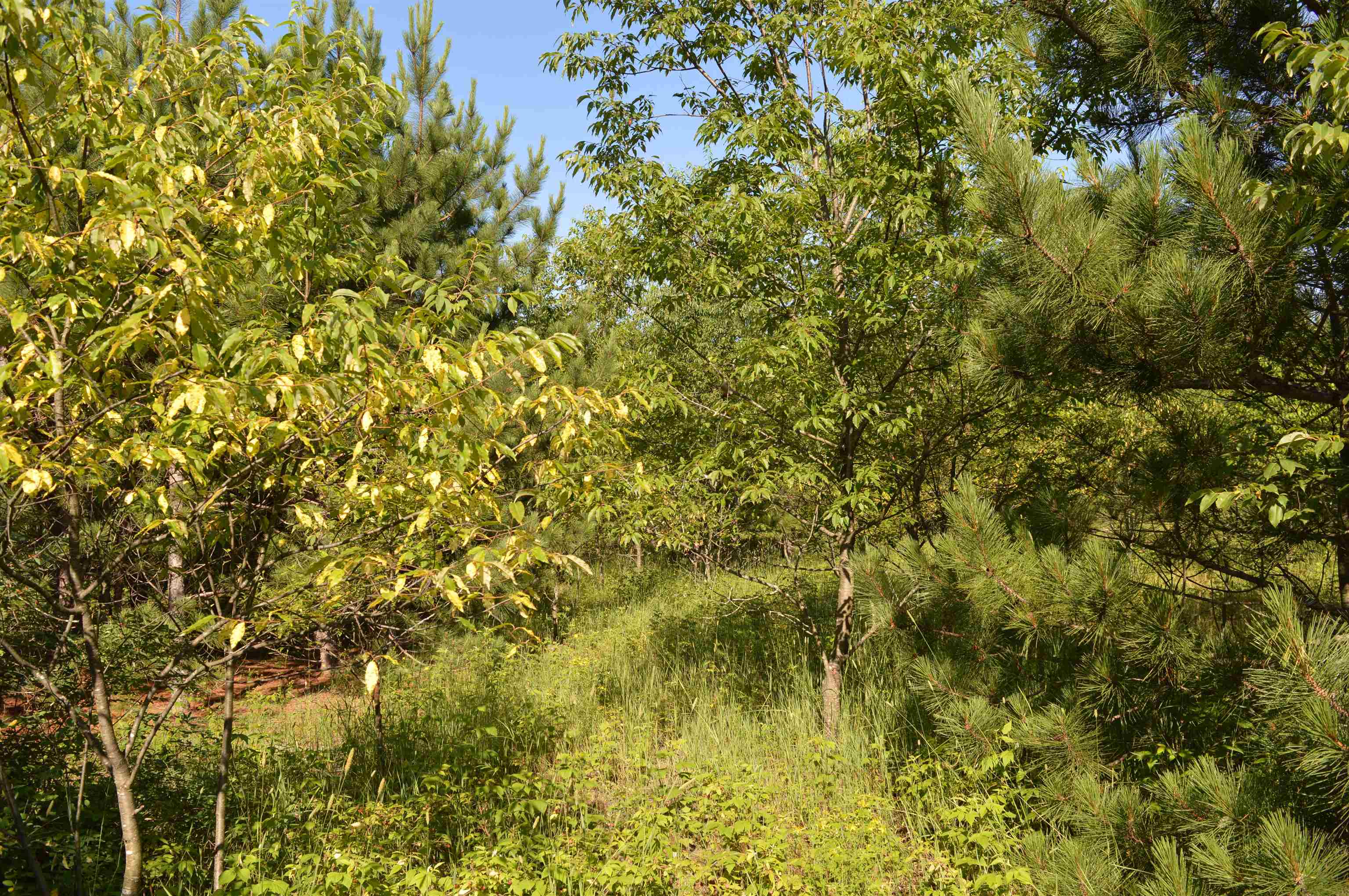Northeast Holly Road, Unit LOT: A Kalkaska, MI 49646 - Photo 19 of 27
