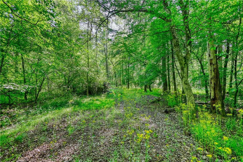 393 Edwards Road Oxford, GA 30054 - Photo 68 of 82 a view of a lush green forest