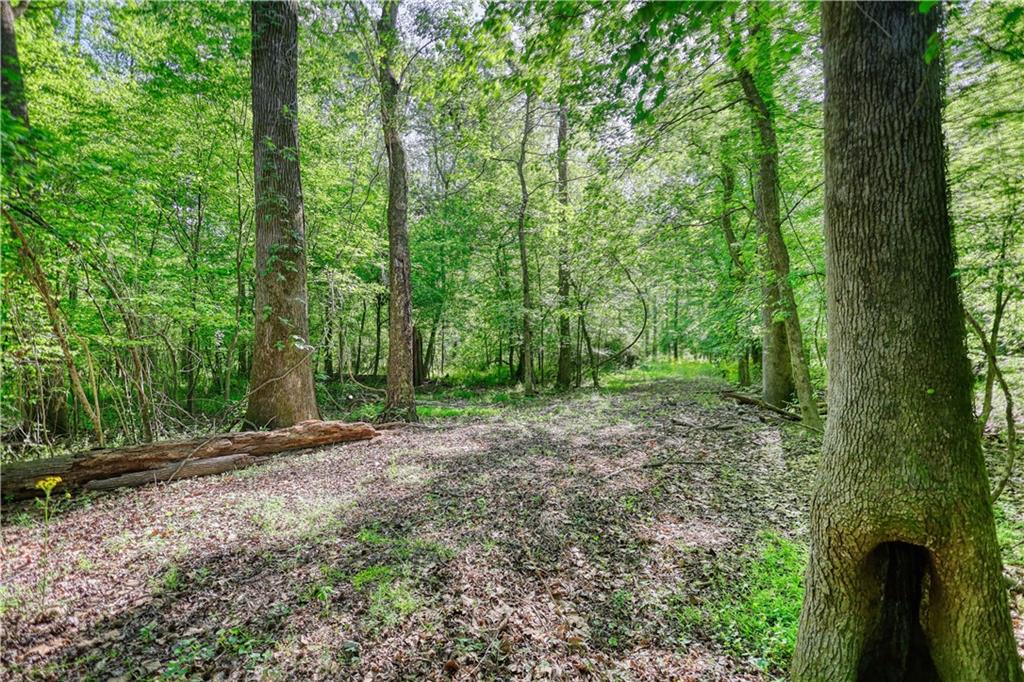 393 Edwards Road Oxford, GA 30054 - Photo 73 of 82 a view of a forest with trees