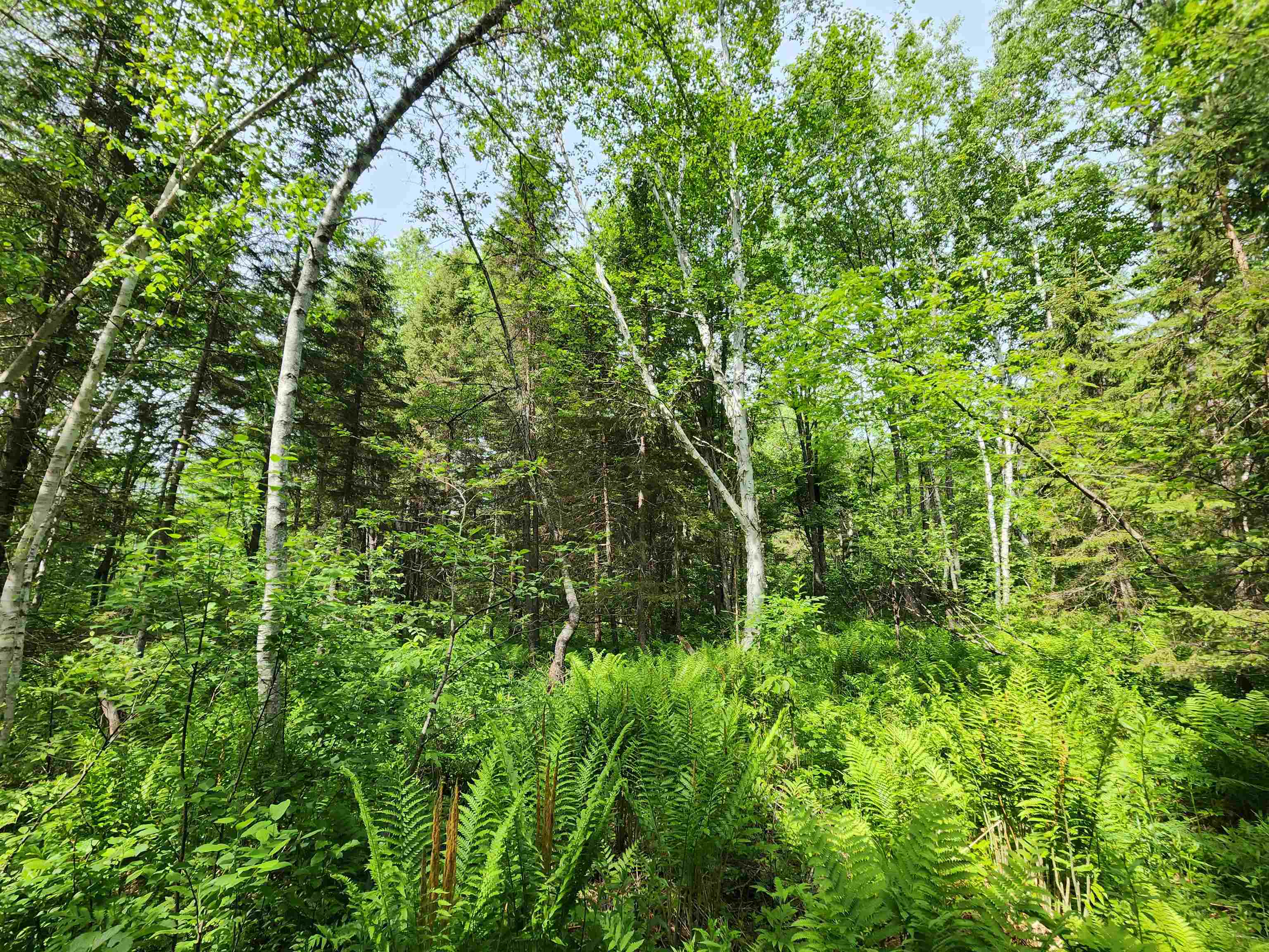 0 Boise Cascade Road Dummer, NH 03588 - Photo 14 of 17