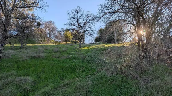 a view of backyard with tree