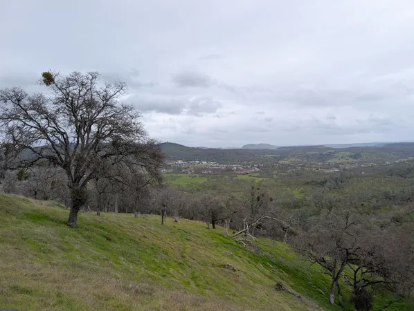 a view of a field with a tree in the background