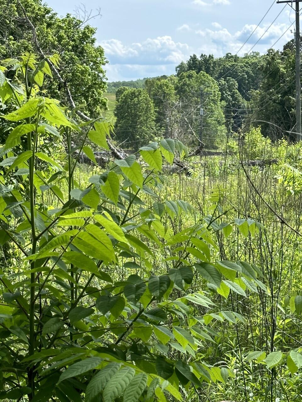 7212 Garfield Road Harrison, TN 37341 - Photo 6 of 14 Garfield lot 3