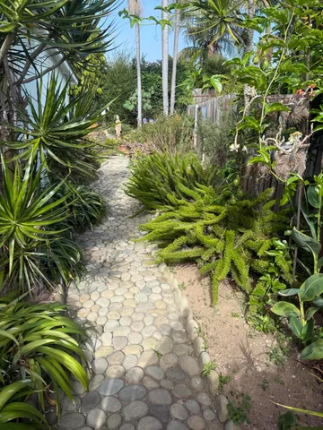 a plant that is in a garden