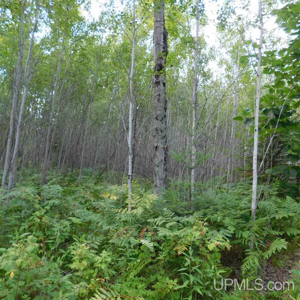 Tbd Off Solberg Lake Road Felch, MI 49831 - Photo 8 of 9