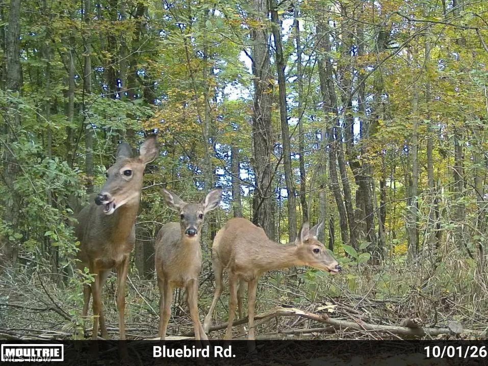 7145 Bluebird Road Northwest East Canton, OH 44730 - Photo 48 of 50 Gallery Image 48
