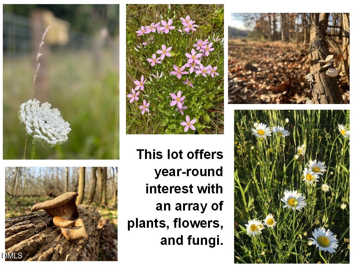 6061 River Run Trail Graham, NC 27253 - Photo 33 of 71 SeasonalFlowerFungi 6061RiverRun