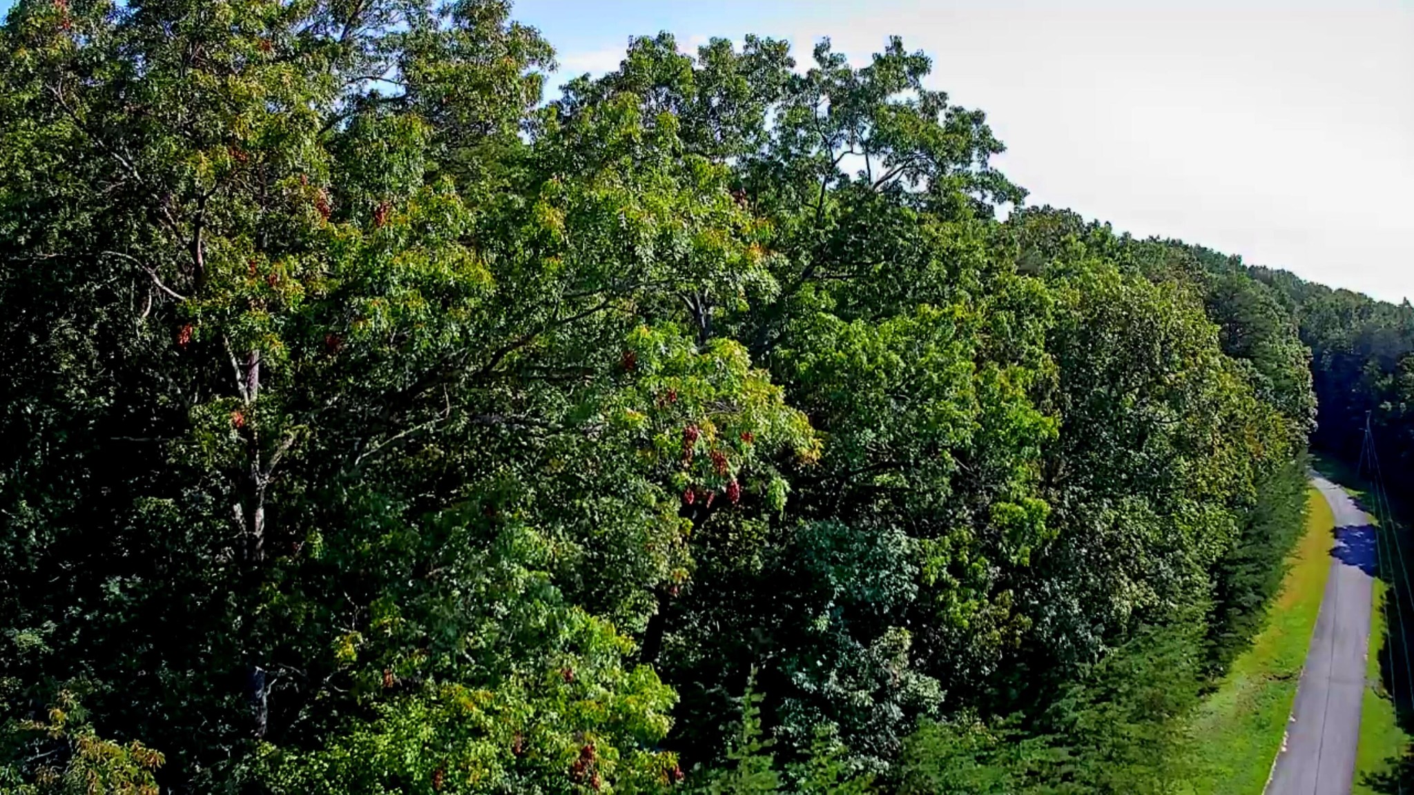 0 Ridge View Lane Spencer, TN 38585 - Photo 11 of 29 a view of a lush green forest