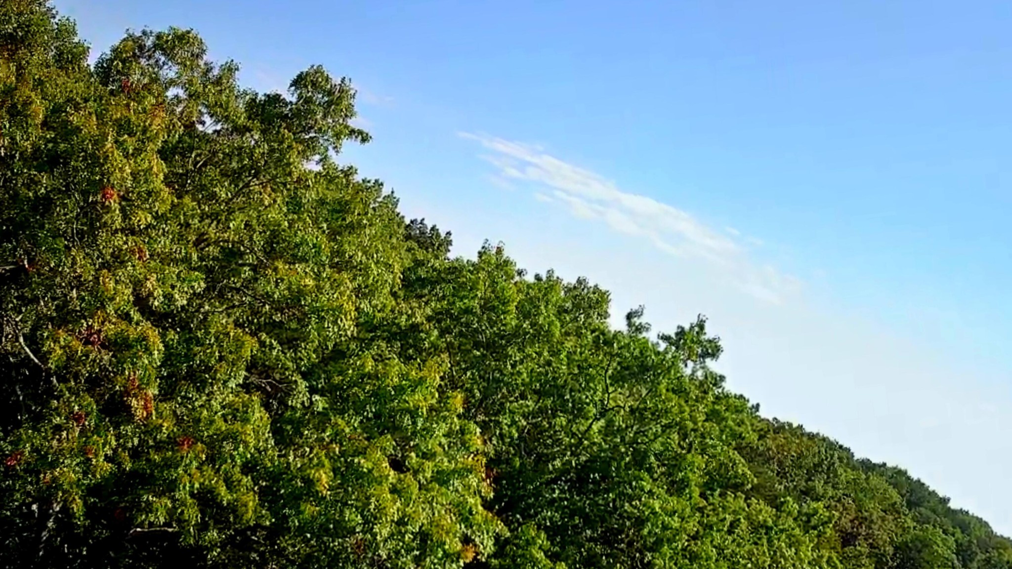0 Ridge View Lane Spencer, TN 38585 - Photo 13 of 29 a close up of a plant in a garden