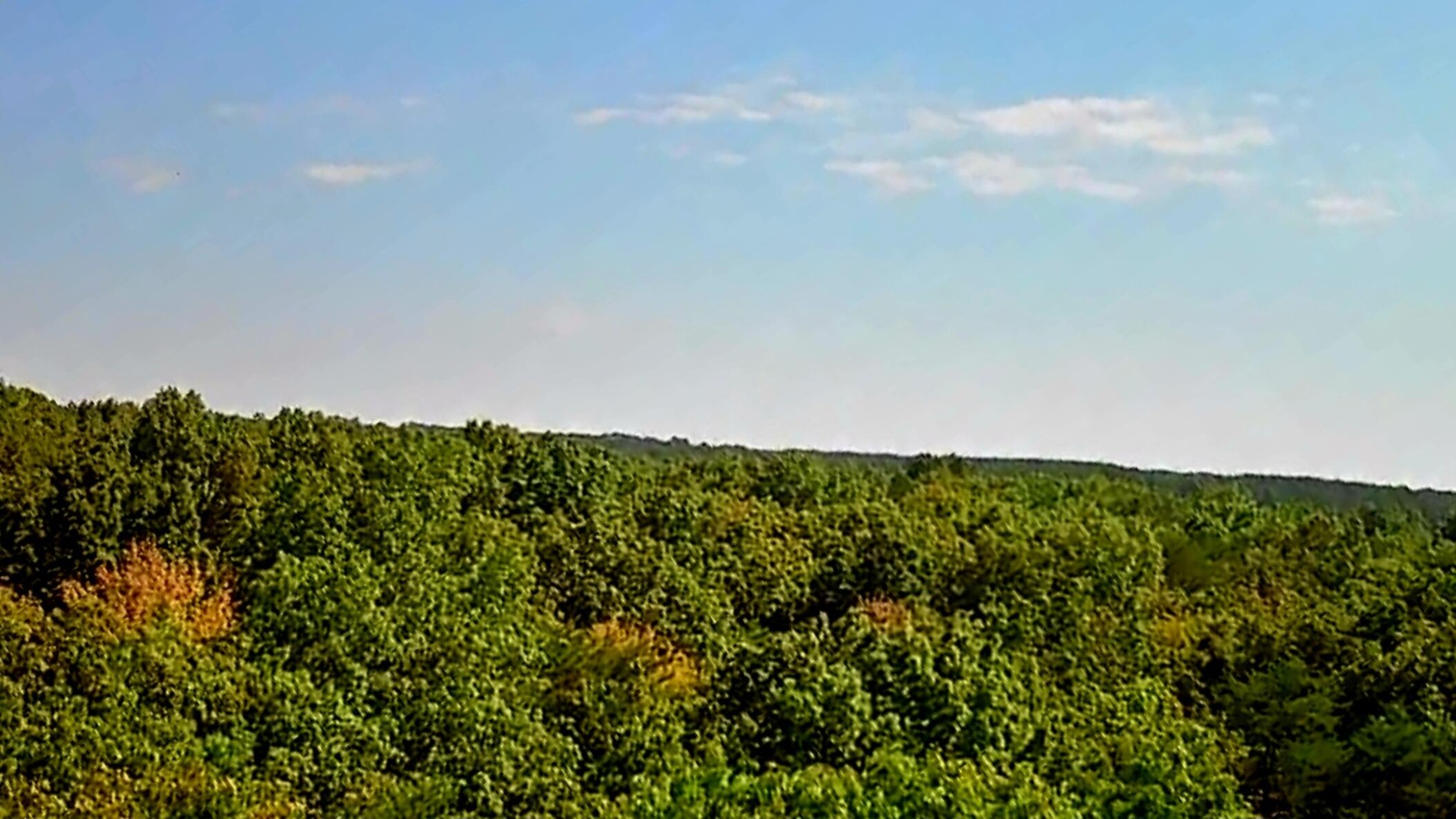 0 Ridge View Lane Spencer, TN 38585 - Photo 19 of 29 a view of a field of grass and trees