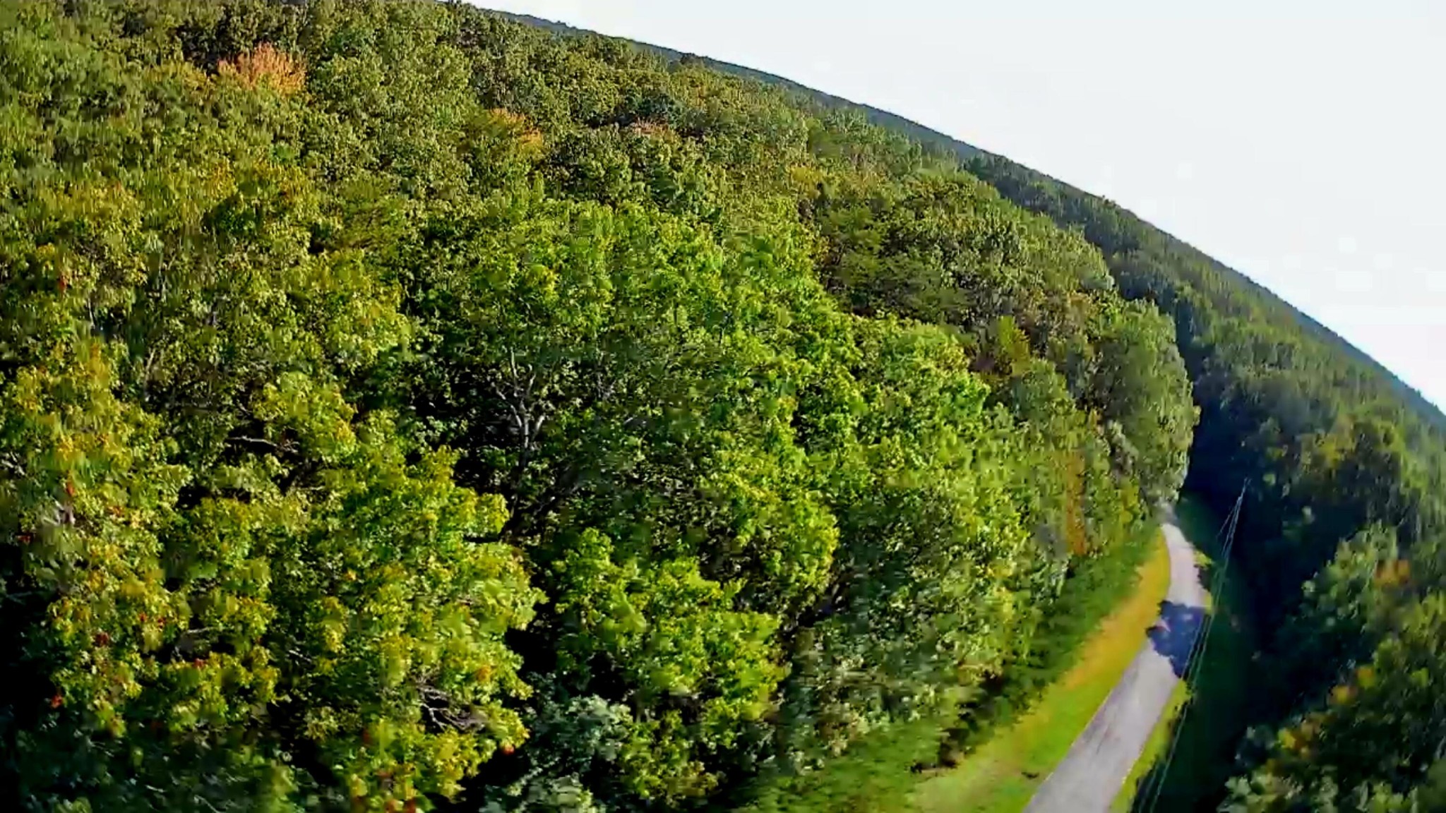 0 Ridge View Lane Spencer, TN 38585 - Photo 20 of 29 a close up of a plant