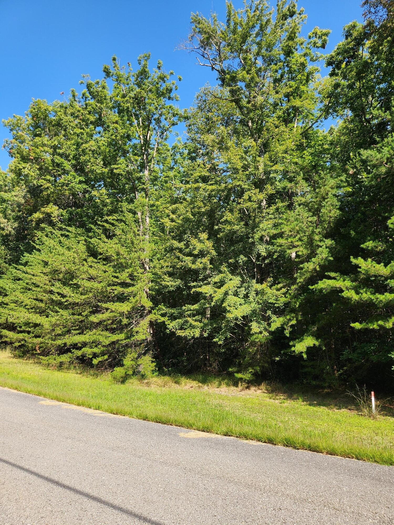 0 Ridge View Lane Spencer, TN 38585 - Photo 2 of 29 a view of a yard with plants and large trees