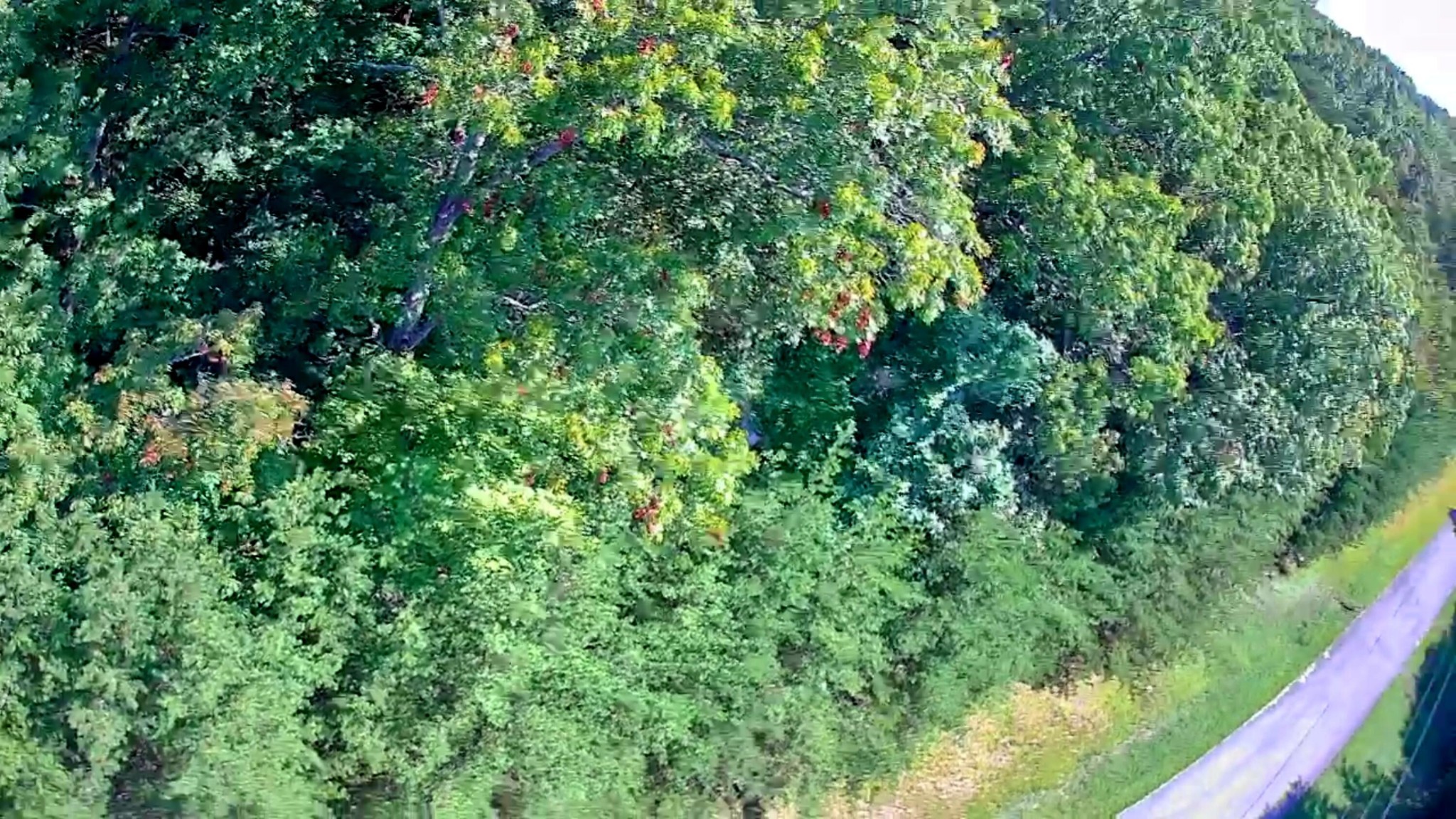 0 Ridge View Lane Spencer, TN 38585 - Photo 22 of 29 a view of a lush green forest with lawn chairs and plants