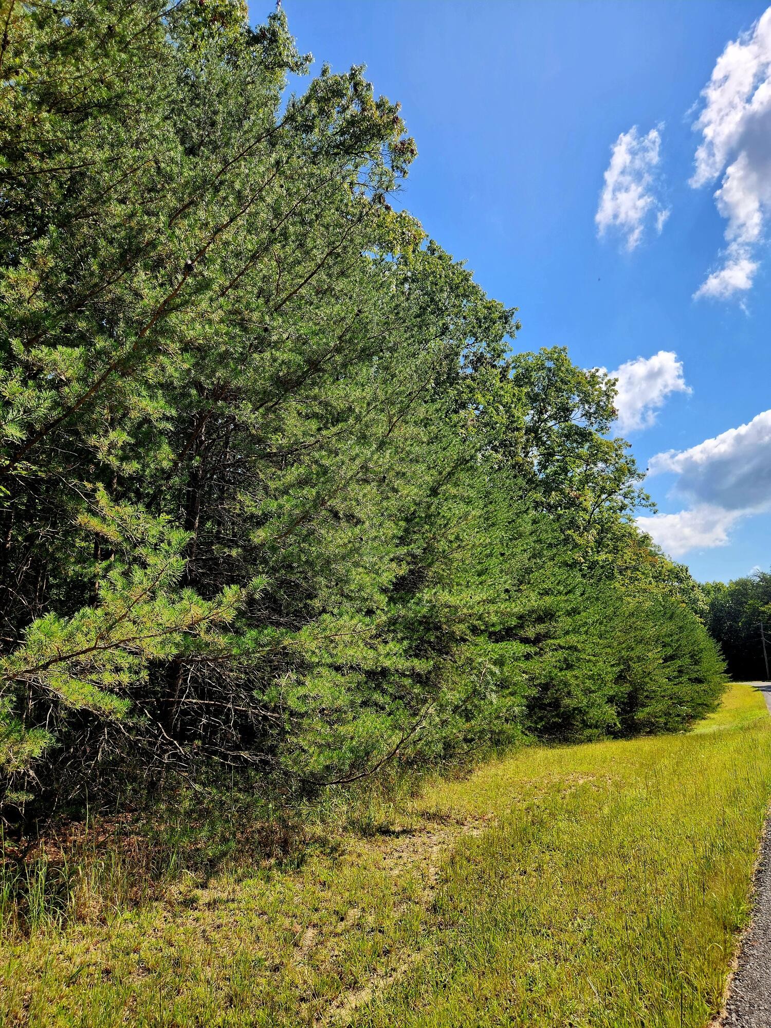 0 Ridge View Lane Spencer, TN 38585 - Photo 25 of 29 a view of a big yard with plants and large trees