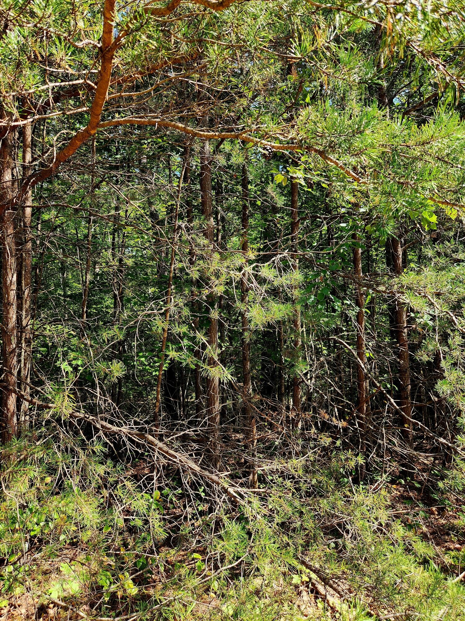 0 Ridge View Lane Spencer, TN 38585 - Photo 26 of 29 a view of a yard