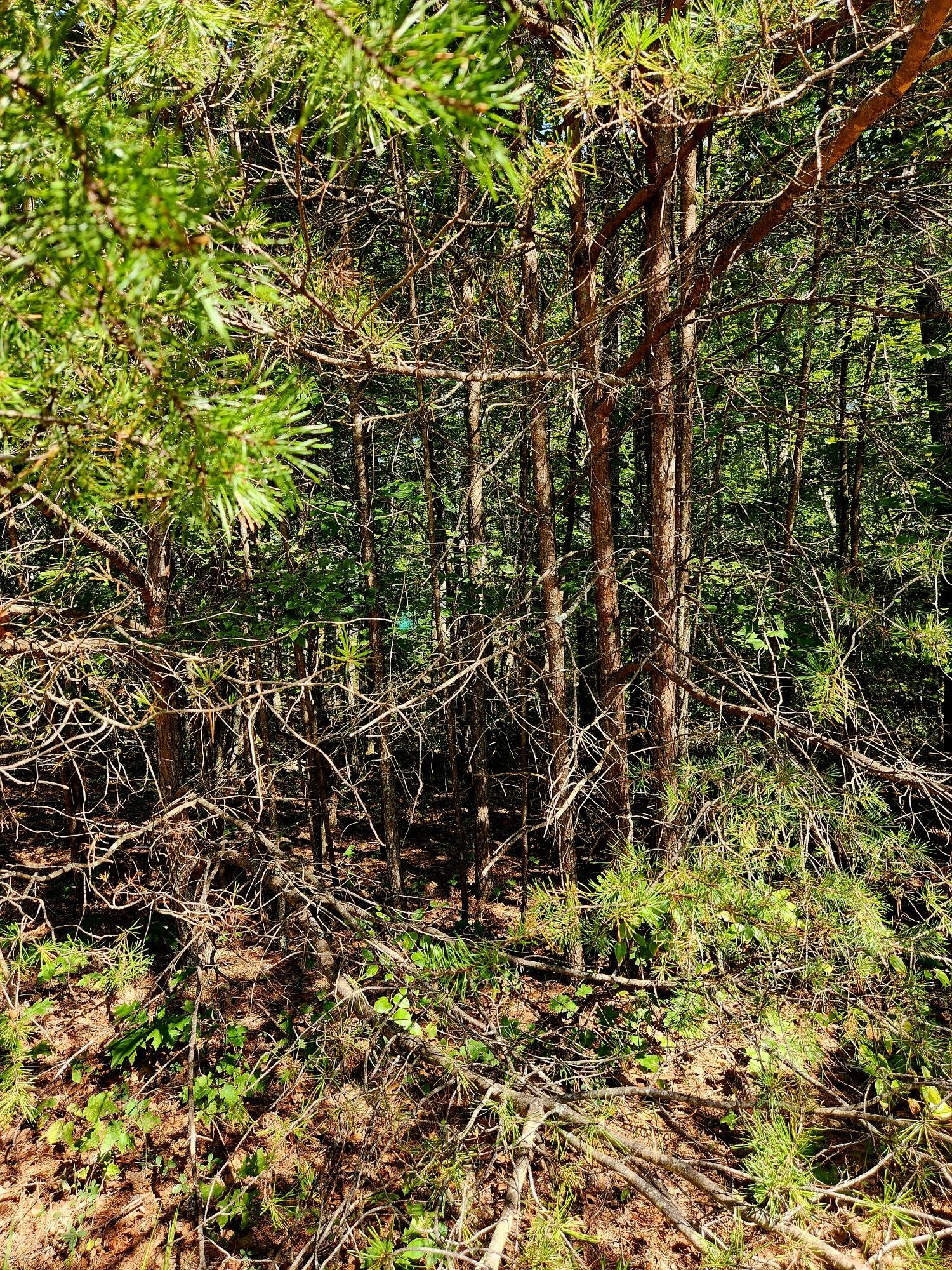 0 Ridge View Lane Spencer, TN 38585 - Photo 27 of 29 a view of tree