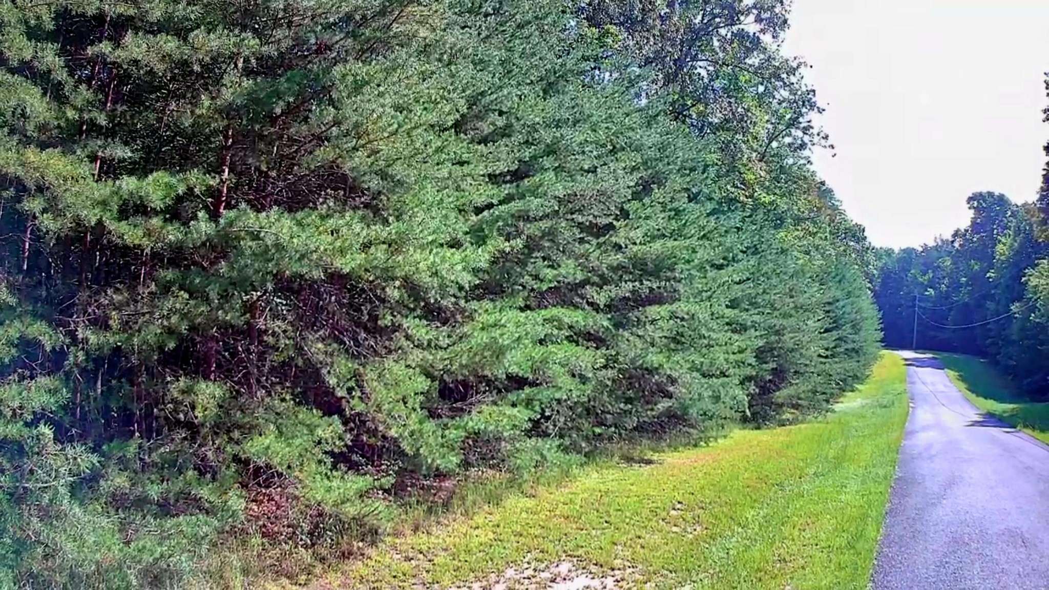 0 Ridge View Lane Spencer, TN 38585 - Photo 8 of 29 a view of a garden with a tree