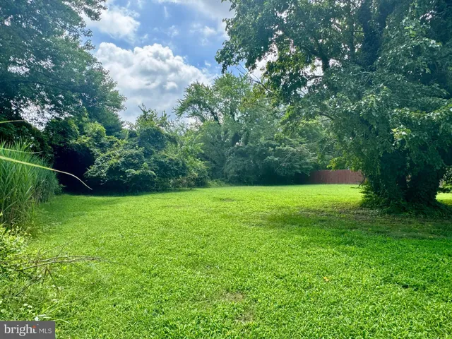 a view of a garden with plants and large trees