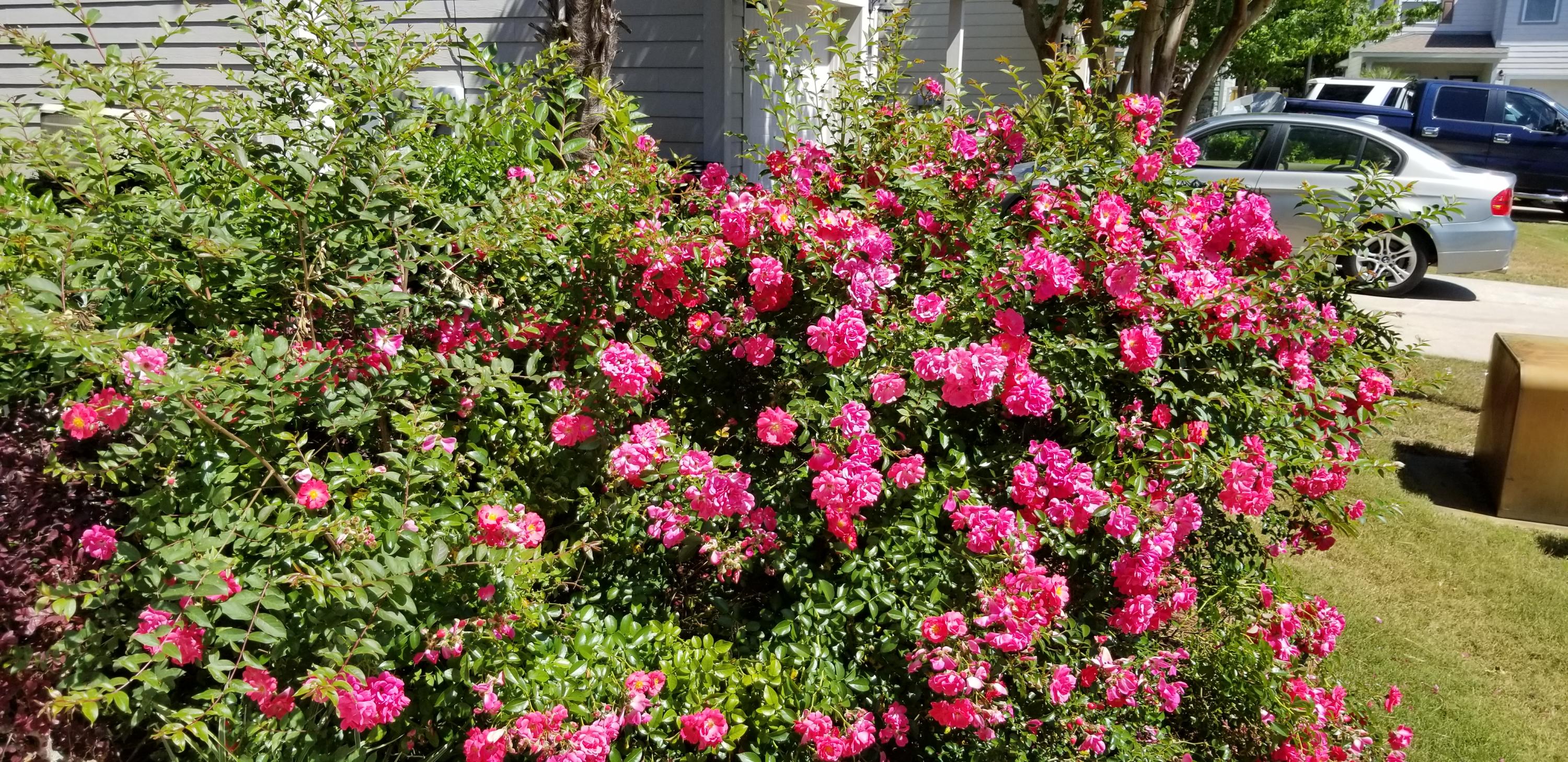 24 Myrtle Oak Way Santa Rosa Beach, FL 32459 - Photo 72 of 73 Roses in Bloom Off Front Porch
