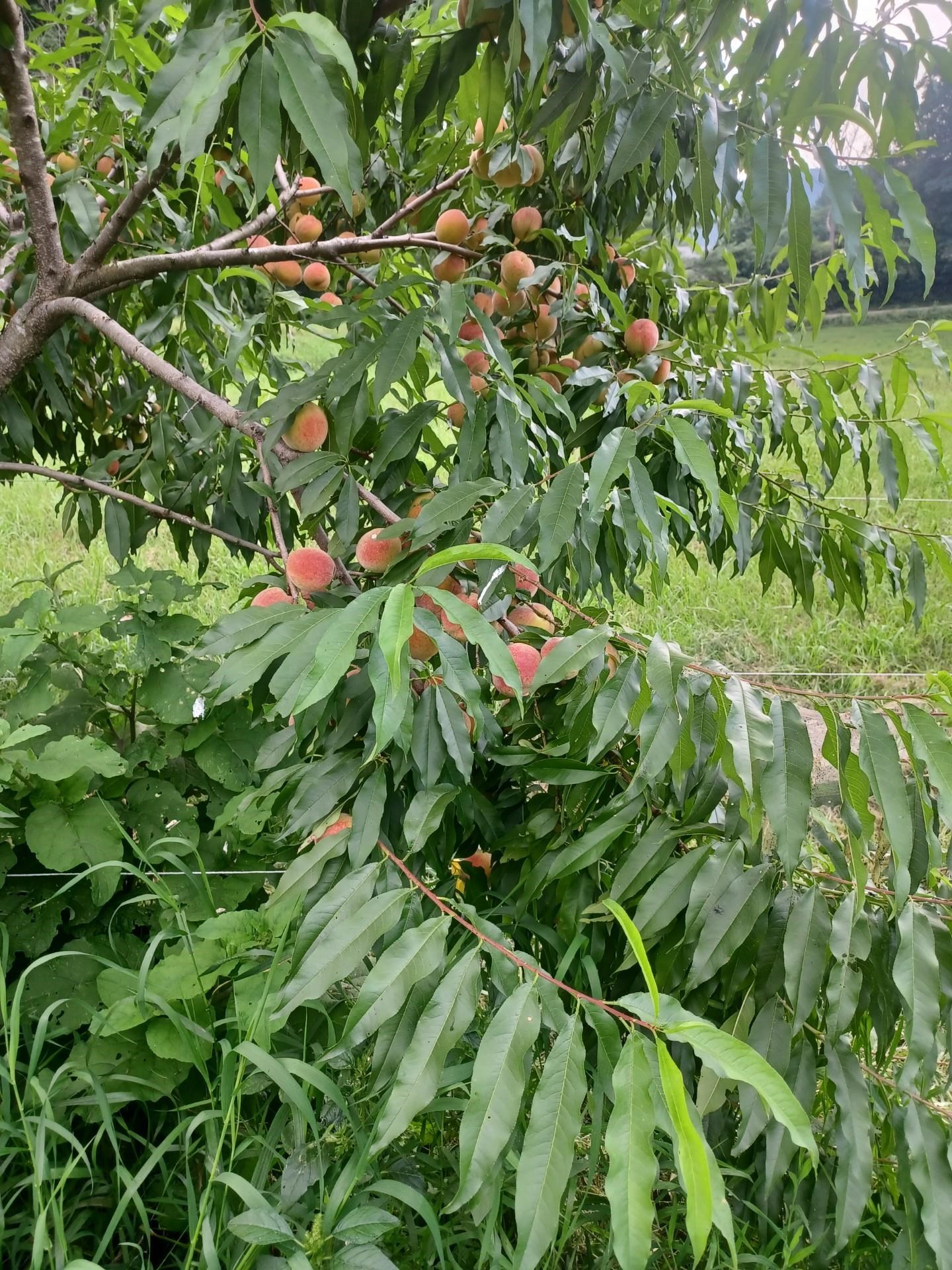 129 West Trottier Road Royalton, VT 05068 - Photo 5 of 25