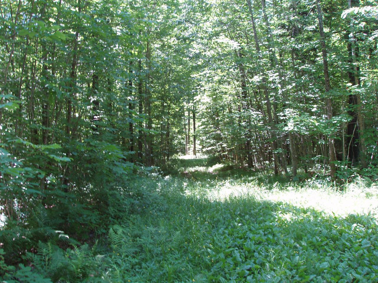 Off Flambeau Lane West Butternut, WI 54514 - Photo 8 of 13 Gallery Image 8
