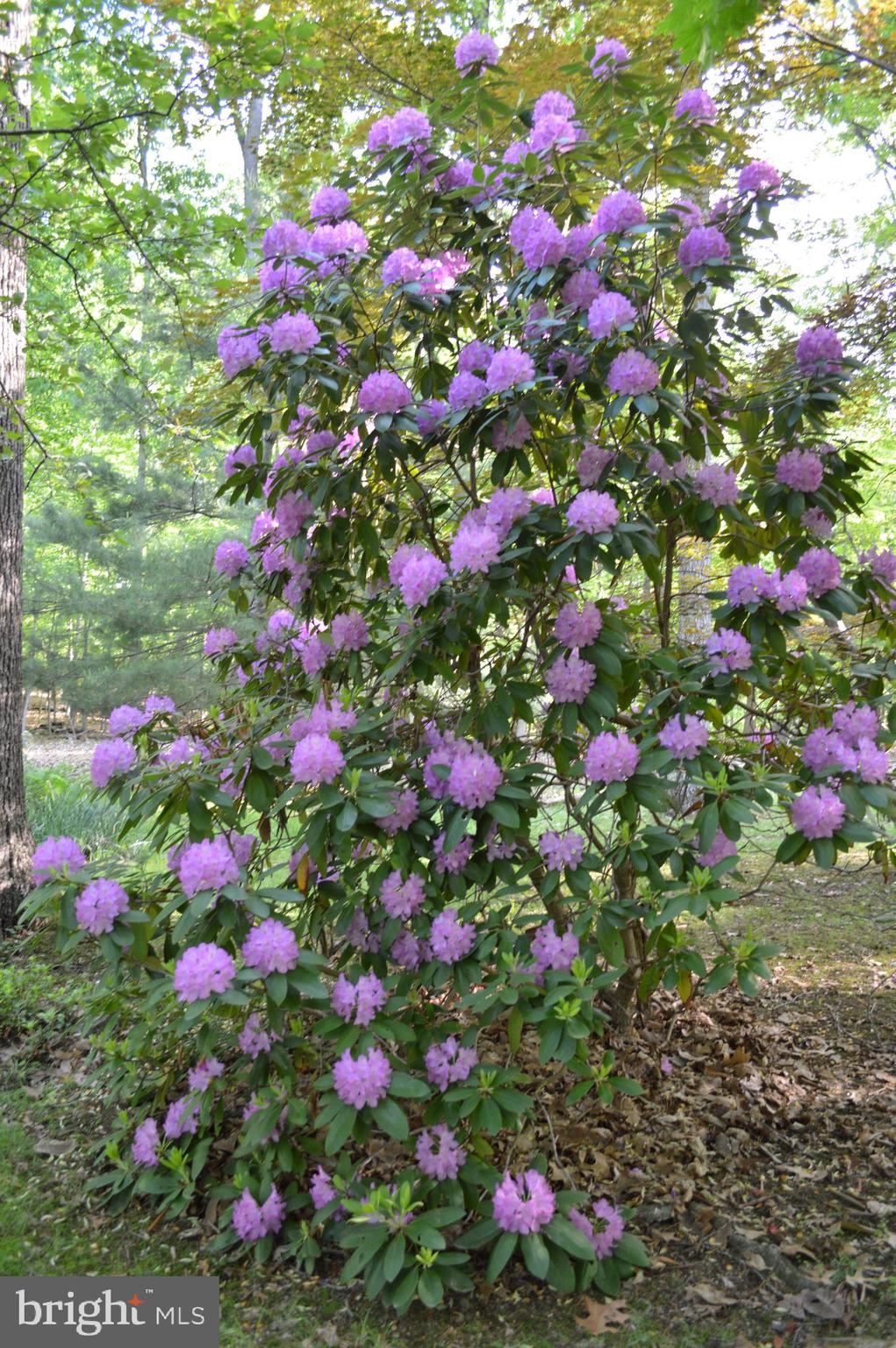 2736 Albert Rill Road Westminster, MD 21157 - Photo 27 of 28 One of many flowering shrubs