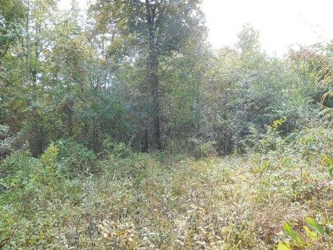 1055 Cty Road Higdon, AL 35979 - Photo 7 of 24
