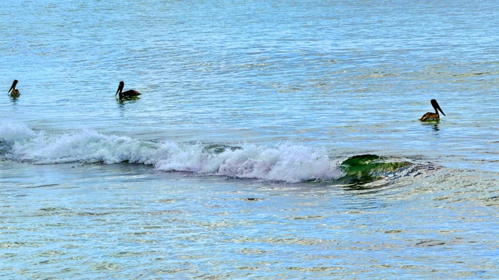 7314 Point Of Rocks Road Sarasota, FL 34242 - Photo 21 of 22 a view of a backyard