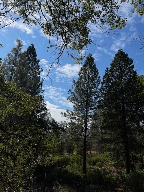 0 Madison Avenue Oak Run, CA 96069 - Photo 12 of 29 a view of a tree in a yard